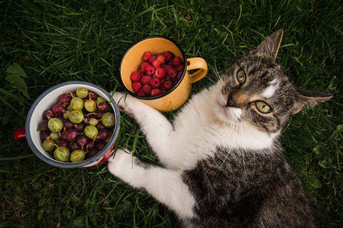 zahradní ovoce a kočka