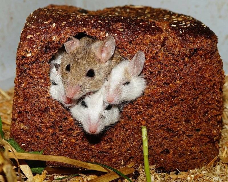 myši jí chleba