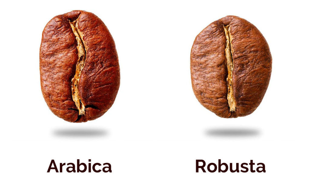 arabica a robusta v SUPERCOFFEE